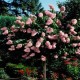 Hortensia paniculata Vanille Fraise copacel C7,5
